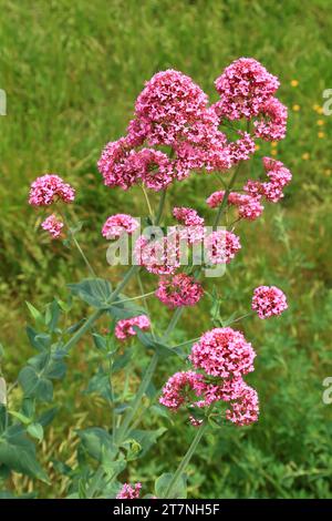 Roter Baldrian (Centranthus Ruber) Stockfoto