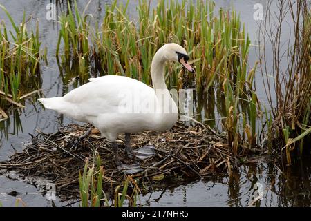 Ein stummer Schwan (Cygnus olor), der in Schottland ein Stocknest in einem Schilfbett baut. Stockfoto