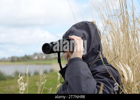 Ein weiblicher Vogel, der in Schottland ein Schilfbett als Deckung benutzt. Stockfoto
