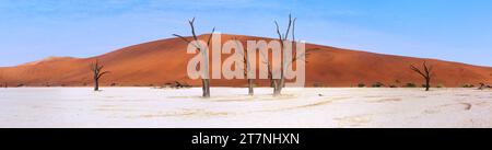 Panorama von toten Akazienbäumen, die bei Sonnenaufgang in der trockenen Deadvlei-Pfanne Schatten werfen. Sossusvlei, Namibia. Stockfoto