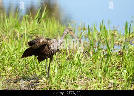 Ein Limpkin, Aramus Guarauna, steht über seinem Nest in den Florida everglades, USA. Stockfoto