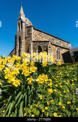 St. James Church, Burton Lazars, mit leuchtend gelben Frühlingsnarzissen und Aconiten im Vordergrund und blauem Himmel darüber. April, Leicestershire, England, Großbritannien Stockfoto