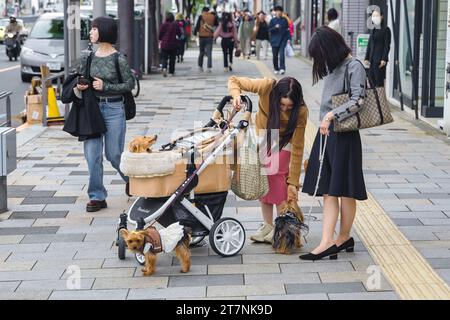 Tokio, Japan - 08. April 2023: Junge unbekannte japanische Frauen mit kleinen Hunden in einem Kinderwagen in Tokio. Aufgrund der vielen Vorschriften in Tokio sind viele Menschen hier Stockfoto