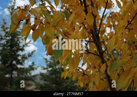 Nahaufnahme von Zweigen eines Ranier Cherry Tree mit Blättern, die sich im Herbst von grün zu gelb färben, in Trevor, Wisconsin, USZ Stockfoto