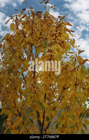 Ein Zwerg-Ranier-Kirschbaum, dessen Blätter im Herbst grün zu gelb werden, in Trevor, Wisconsin, USZ Stockfoto