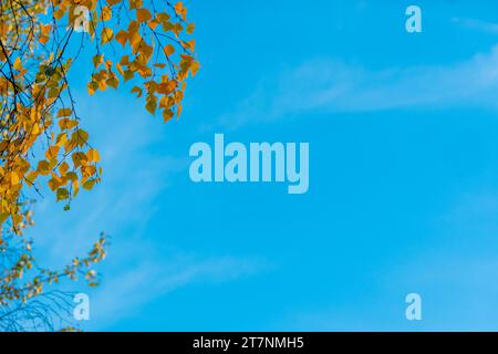 Baumzweige mit herbstgelbem Laub vor blauem Himmel, Herbsthintergrund Stockfoto