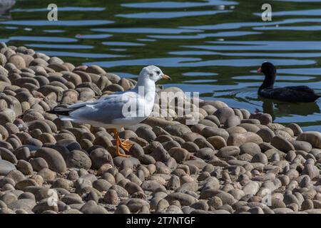 Grovelands Park, London, Großbritannien - 8. September 2014: Black Heads Gull am Ufer des Grovelands Park Lake. Stockfoto