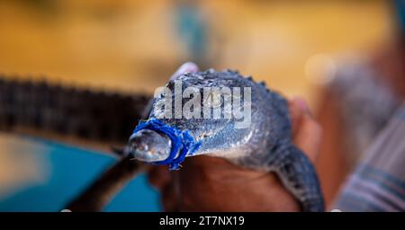 Ein junges Nil-Krokodil, das von einer Frau des nubischen Stammes gehalten wird, die eine Kultur der Haltung lebender Krokodile hat Stockfoto