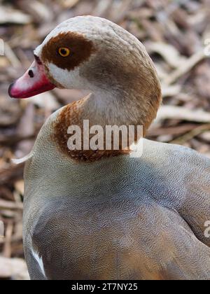 Spektakulär raffinierte männliche Ägyptische Gans in außergewöhnlicher Schönheit. Stockfoto