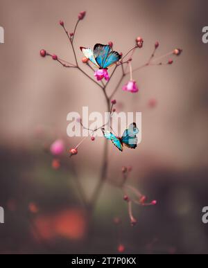 Blaue Schmetterlinge auf kleinen roten Beeren und Rosen Stockfoto
