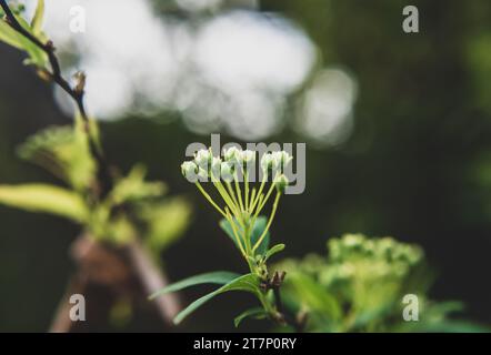 Kleine Insekten auf Blättern oder Blüten Stockfoto