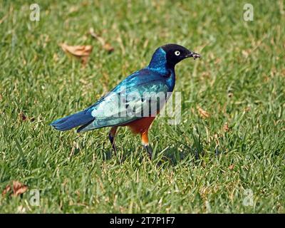 Helles weißes Auge und brillant schillerndes blaugrünes Laub des hervorragenden Starlings (Lamprotornis Superbus), der am Boden in Laikipia Kenia Afrika ernährt Stockfoto