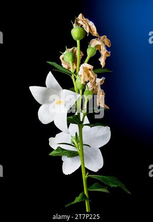 Nahaufnahme einer weißen Ballonblume auf schwarzem und dunkelblauem Hintergrund. Platycodon grandiflorus. Kontrast von blühenden Lebendblüten und verblassten Trockenblüten Stockfoto