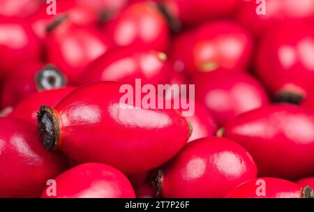 Nahaufnahme gesunder reifer roter Hagebuttenfrüchte stapeln sich in einem unscharfen Hintergrund. Fructus cynosbati. Schöne süße Rosen-Hüftbeeren von wildem Briar. Rosa Canina. Stockfoto