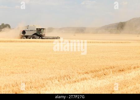 Ein landwirtschaftlicher Mähdrescher, der Reifen harten roten Weizen auf den fruchtbaren Feldern von Idaho erntet. Stockfoto