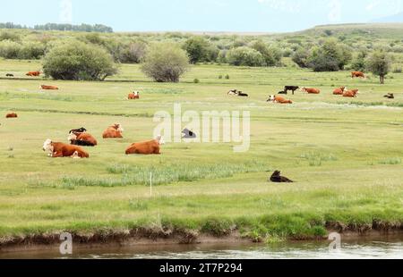 Hereford- und Black Angus-Rinder kauen ihr Jungtier auf einer grünen Weide im Osten von Idaho. Stockfoto