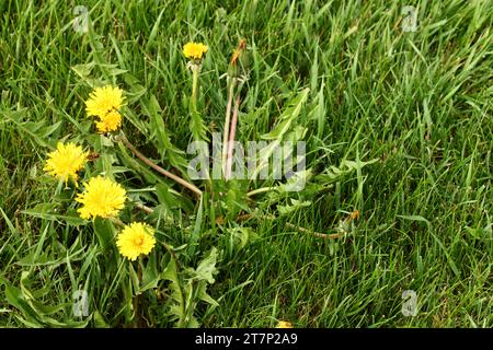 Löwenzahnkraut Taraxacum officinale, wächst auf einem Rasen. Stockfoto