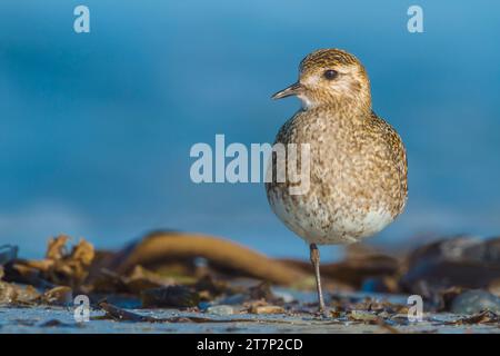 Europäischer goldener Plover, pluvialis apricari, Watvögel, Ufervogel, Deutschland, Helgoland Stockfoto