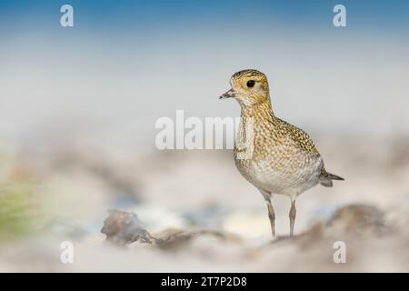 Europäischer goldener Plover, pluvialis apricari, Watvögel, Ufervogel, Deutschland, Helgoland Stockfoto