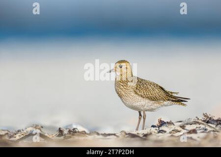 Europäischer goldener Plover, pluvialis apricari, Watvögel, Ufervogel, Deutschland, Helgoland Stockfoto