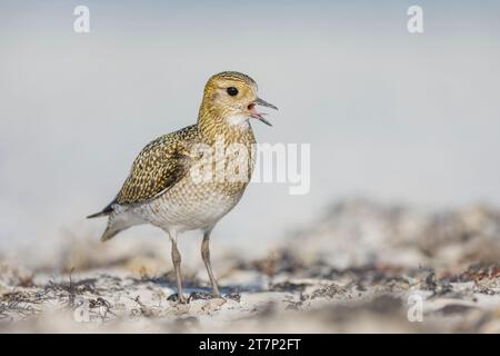 Europäischer Goldener Plover, pluvialis apricari, Calling, Watvögel, Deutschland, Helgoland Stockfoto