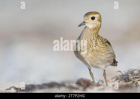 Europäischer goldener Plover, pluvialis apricari, Watvögel, Ufervogel, Deutschland, Helgoland Stockfoto