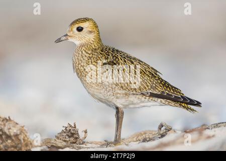 Europäischer goldener Plover, pluvialis apricari, Watvögel, Ufervogel, Deutschland, Helgoland Stockfoto