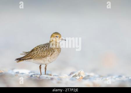 Europäischer goldener Plover, pluvialis apricari, Watvögel, Ufervogel, Deutschland, Helgoland Stockfoto