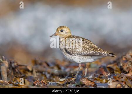 Europäischer goldener Plover, pluvialis apricari, Watvögel, Ufervogel Stockfoto