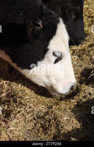 Eine schwarze Angus-Kuh, die gehacktes Heu auf einem großen kommerziellen Futterplatz isst. Stockfoto