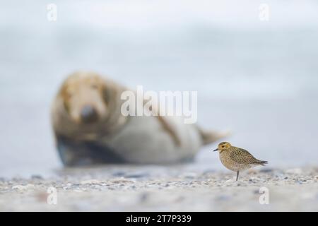 Goldener Plover, pluvialis apricari, Grausiegel, Halichoerus grypus), Nordsee, Helgoland, Deutschland, Watvögel Stockfoto