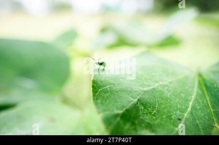 Kleine Insekten auf Blättern oder Blüten Stockfoto