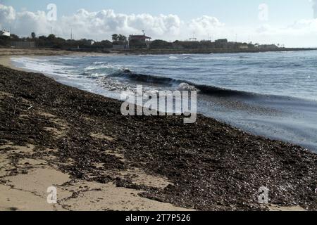 Punta Prosciutto, Apulien, Italien. Sitzbänke von Posidonia Seegras an einem öffentlichen Strand, Teil des Meeresschutzgebiets Porto Cesareo. Stockfoto