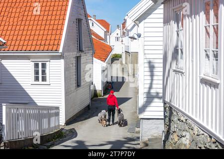 Junge Wanderhunde, Søragadå, Skudeneshavn, Insel Karmøy, Kreis Rogaland, Norwegen Stockfoto