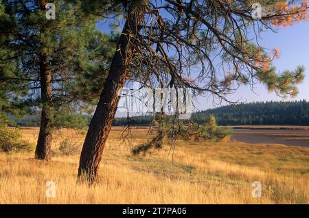 Ponderosa Pine am Rande des Sumpfes, Klamath Marsh National Wildlife Refuge, Oregon Stockfoto