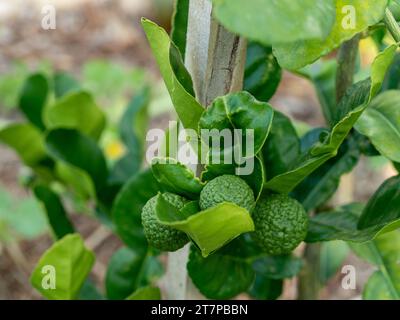 Kaffir-Limetten und Blätter auf einem jungen Baum, klumpige Schalen auf Früchten und Blätter, die häufig in der Küche verwendet werden, australischen Garten Stockfoto