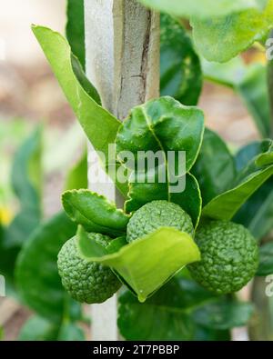 Kaffir-Limetten und Blätter auf einem jungen Baum, klumpige Schalen auf Früchten und Blätter, die häufig in der Küche verwendet werden, australischen Garten Stockfoto