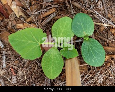 Keimlinge keimen aus zwei verschiedenen Sorten von Kürbissamen, grünen Blättern, Gartenbeet Stockfoto