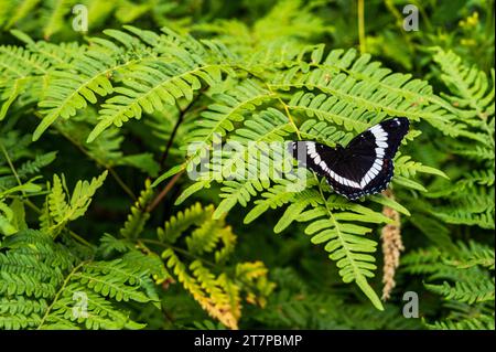 Weißer Admiral Schmetterling auf Farn Stockfoto