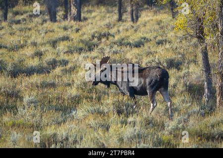 Bull Moose (Alces alces) in den Herbstkoloren im Grand Teton National Park, Wyoming Stockfoto