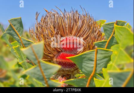 Nahaufnahme der Banksia baxteri Samenkapsel auf einem alten Blumenkopf mit spitzen Blättern im Fitzgerald River National Park, Western Australia, Australien Stockfoto