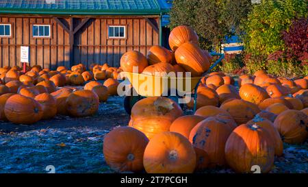 Kürbisse auf einem Bauernmarkt, Orangeville, Ontario, Kanada. Stockfoto