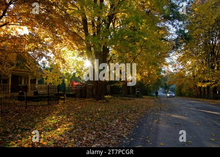 Landstraße mit Herbstlaub und Streulicht Stockfoto