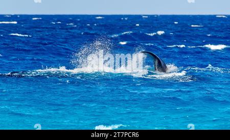 Südlicher Glattwal spielt im flachen türkisfarbenen Ozean in Point Ann, Fitzgerald River National Park, Western Australia, Australien Stockfoto