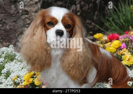 Cavalier King Charles Spaniel Porträt gegen eine Vielzahl von bunten gemischten Blumen. Stockfoto