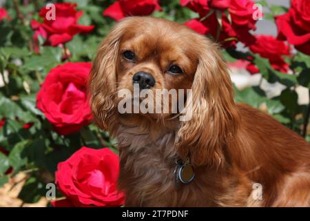Kavalier König Charles Spaniel Porträt mit Rosen Stockfoto