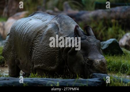 Seltene, fast ausgestorbene indische Nashörner im Zoo von Singapur während der nächtlichen Safari-Tour. Nahaufnahme des Hochformatbildes Stockfoto