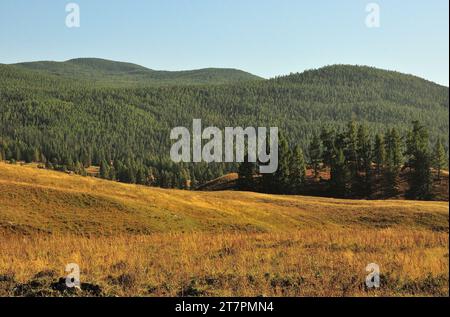 Sanfte Hänge hoher Hügel mit ein paar Kiefern und gelblichem Gras mit Blick auf die dichte Nadeltaiga unter dem klaren Herbsthimmel. Altai, Sibirien Stockfoto