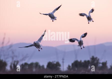 Schneegänse (Anser caerulescens), diese Gänseart besucht das Sacramento Wildlife Refuge in Kalifornien während ihrer Winterwanderung in großer Zahl. Stockfoto