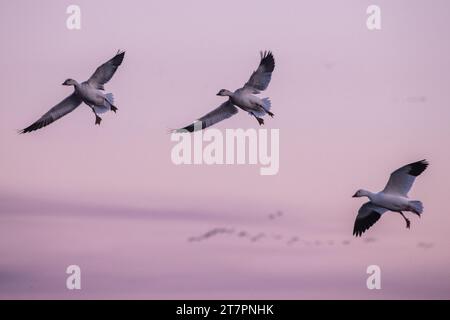 Schneegänse (Anser caerulescens), diese Gänseart besucht das Sacramento Wildlife Refuge in Kalifornien während ihrer Winterwanderung in großer Zahl. Stockfoto